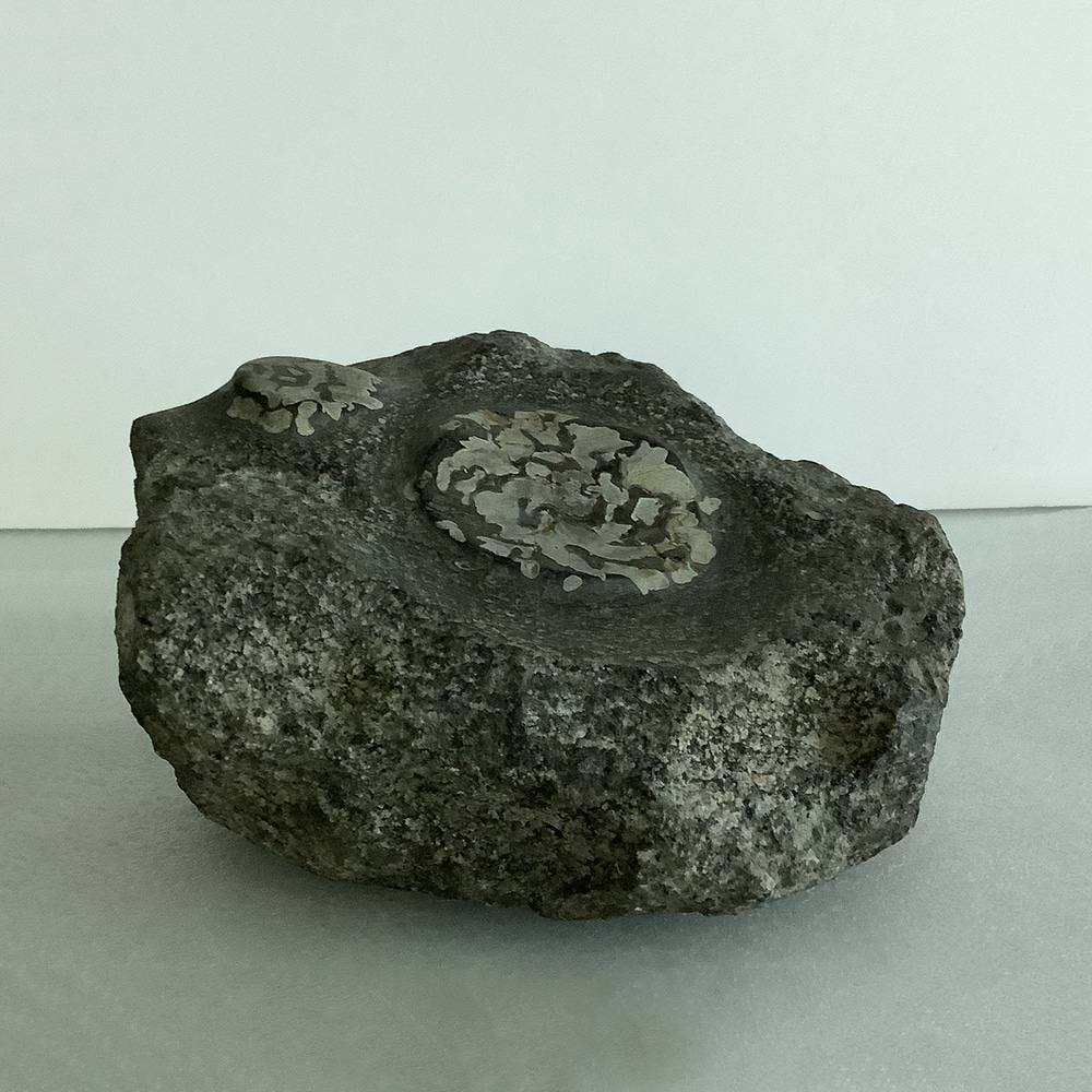 희귀 천연 꽃 화석 Fossil Flower 1642g 7×14cm (1점)